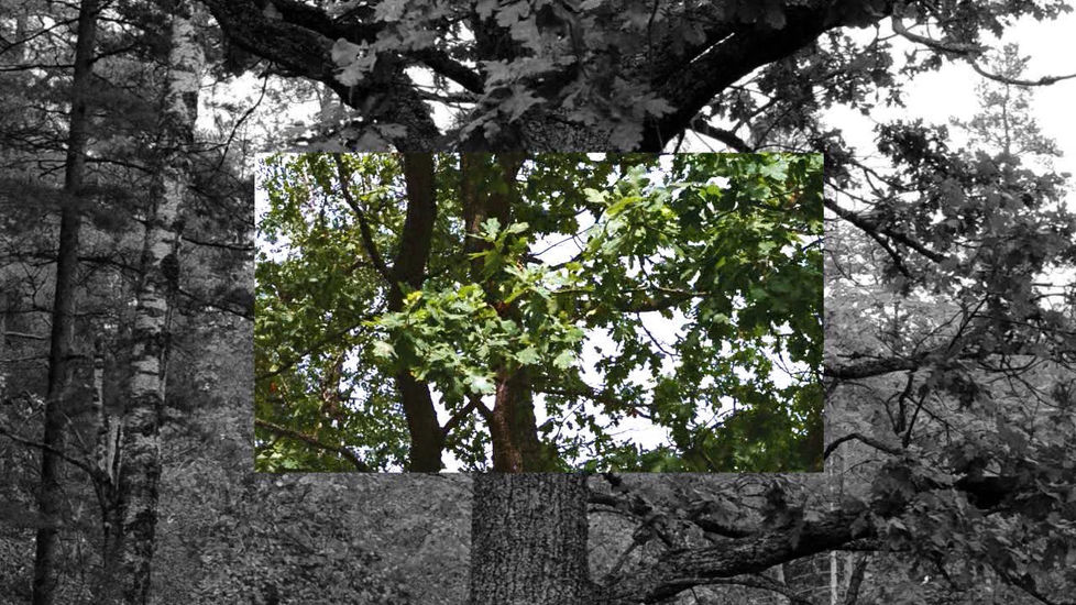 Still-kuva videosta The tree is my body-The wind is my breathing 2014