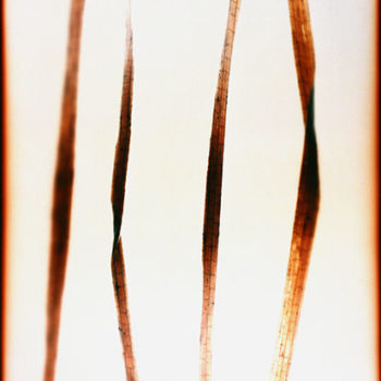 Name of the work: Four strands of grass (white)