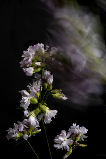 Suopayrtti, Saponaria officinalis