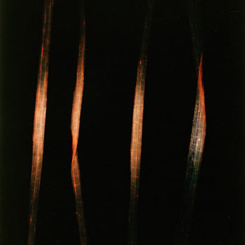 Name of the work: Four strands of grass (black)