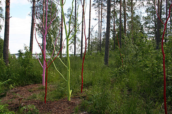Metsä,2005