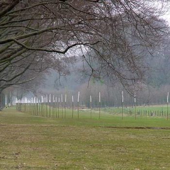 Name of the work: trajectory for Rembrandt – 2002 – curvature length 250m – 100 Salix Alba (white willow) branches and three oaks