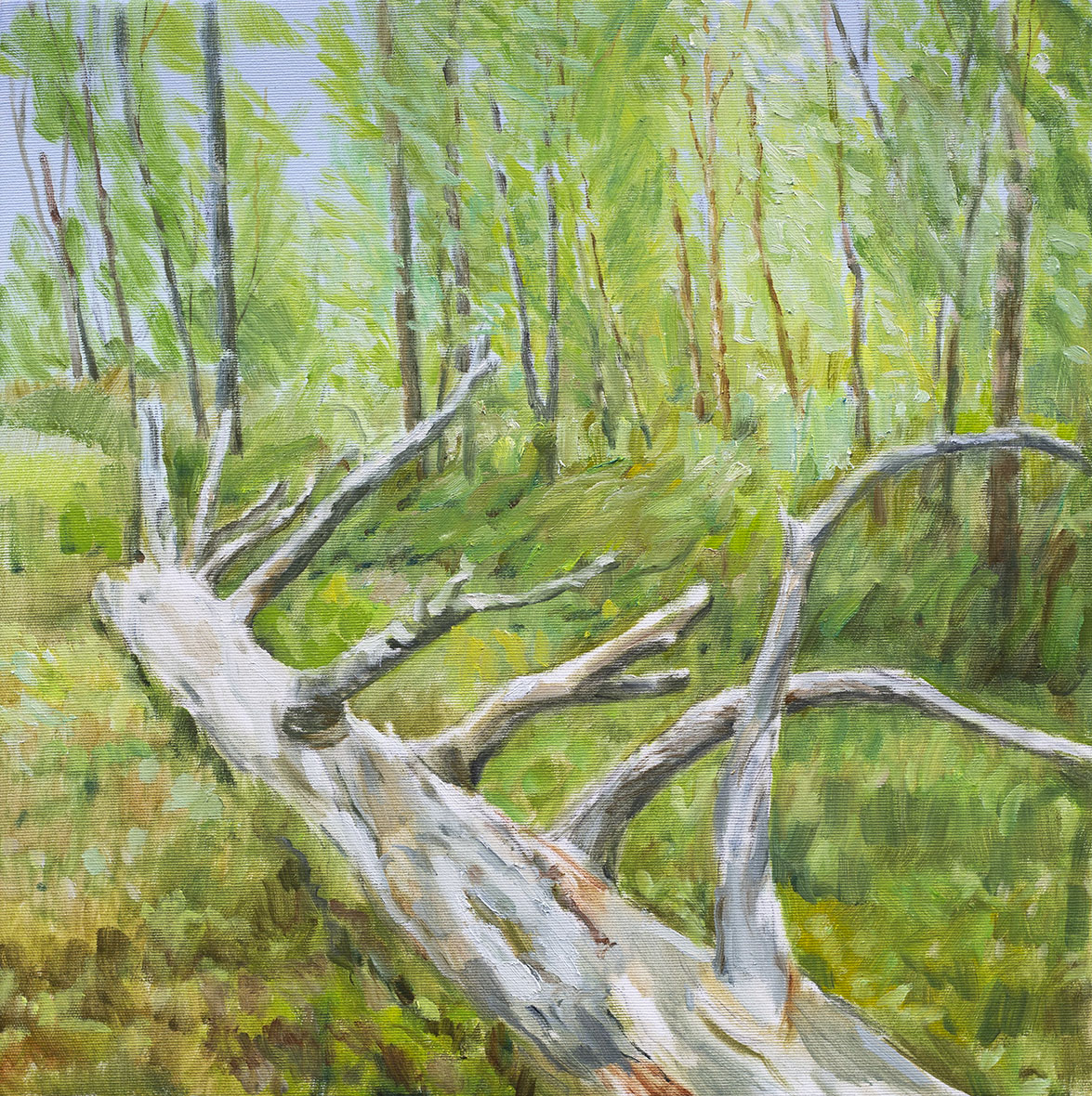 Pyrynmaa (Pyryeennâm)