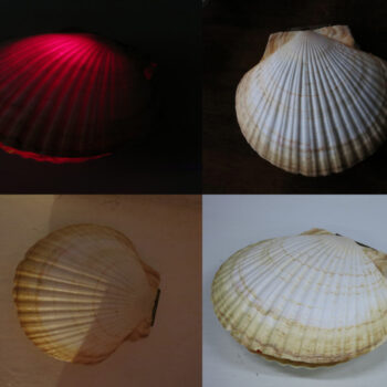 Name of the work: Äänisimpukka, 2012