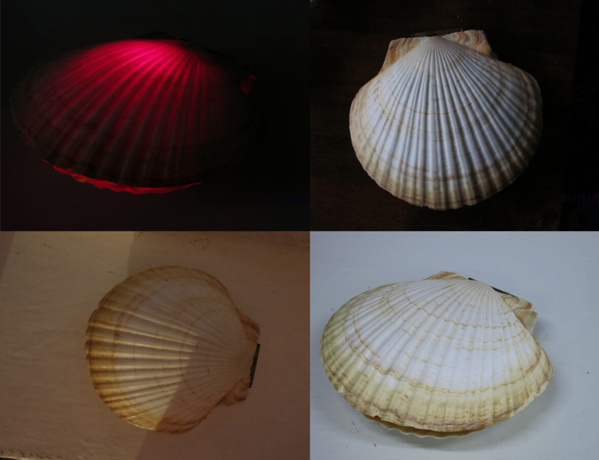 Äänisimpukka, 2012