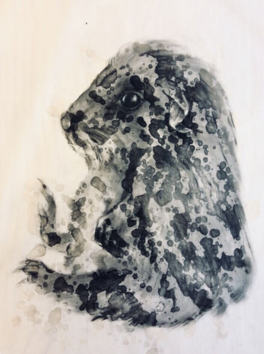 Nisäkässolut/ Mammalian cells