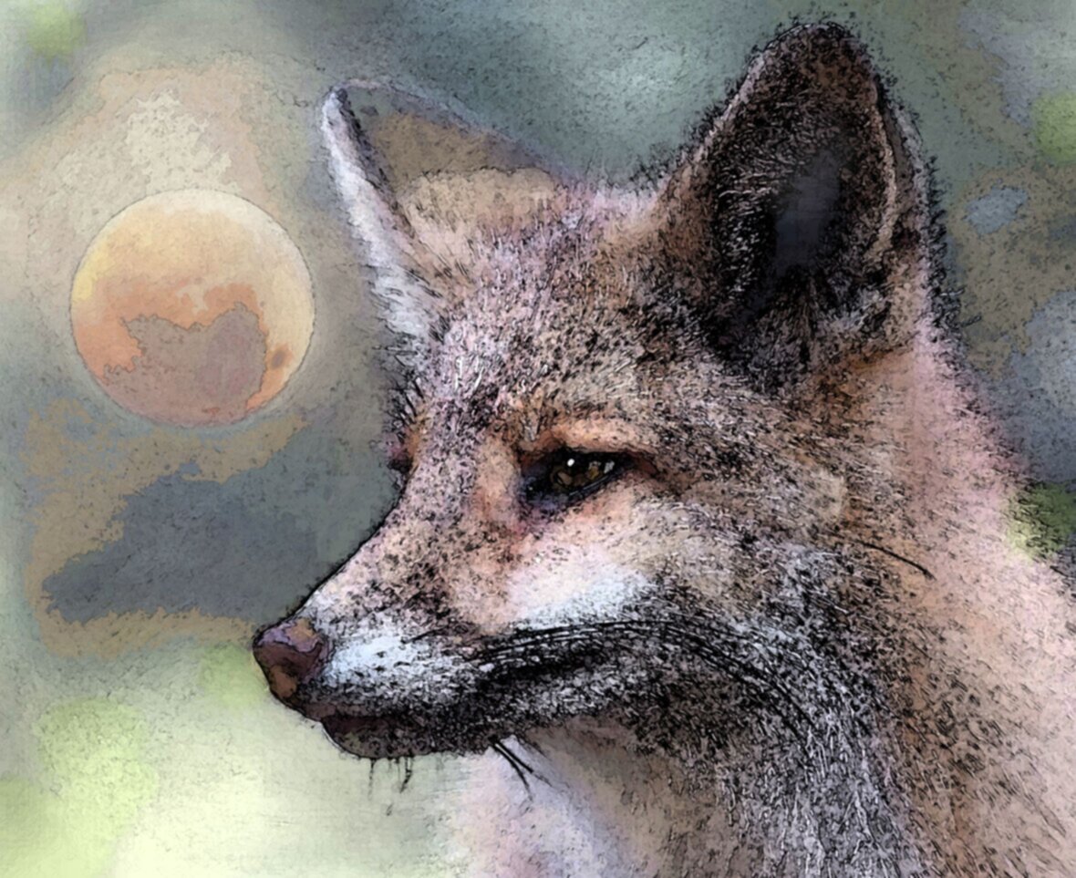 Valkonaamakettu/ Whiteface fox