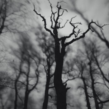 Teoksen nimi: Dead Trees (枯れ木)