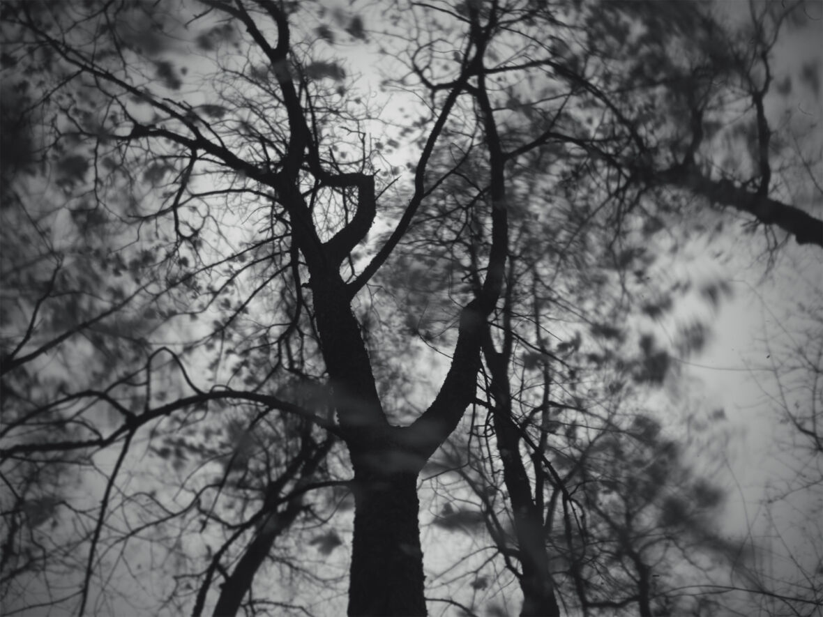 Dead Trees (枯れ木)