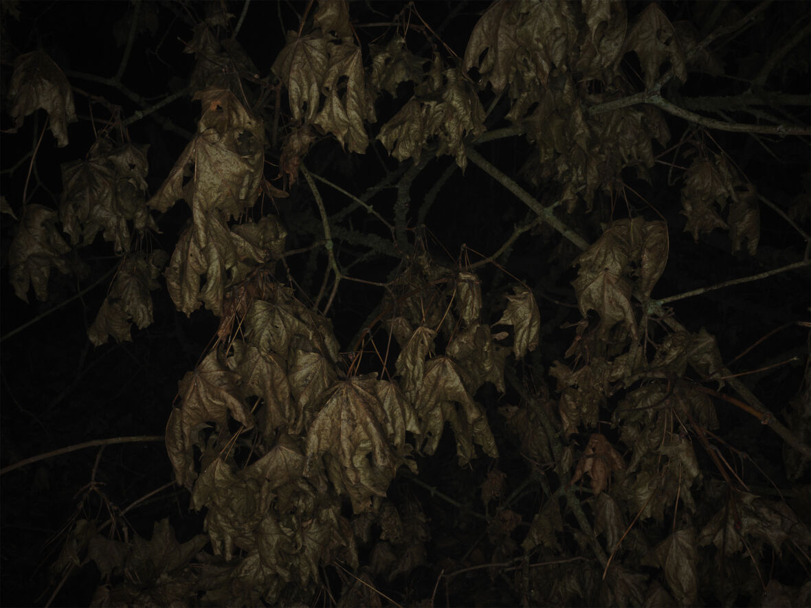 Dead Trees (枯れ木)