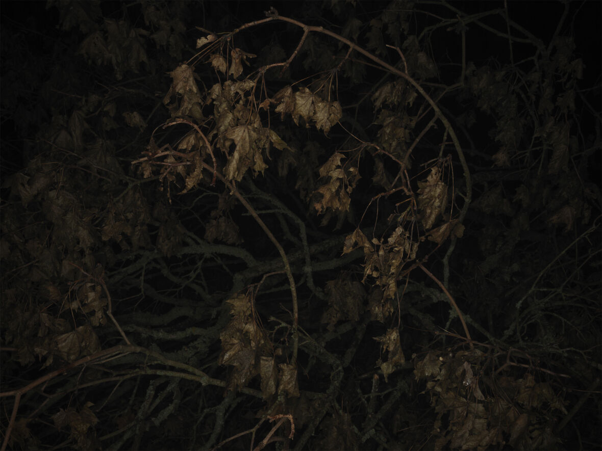 Dead Trees (枯れ木)