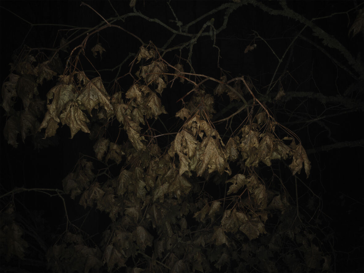 Dead Trees (枯れ木)