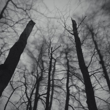 Teoksen nimi: Dead Trees (枯れ木)