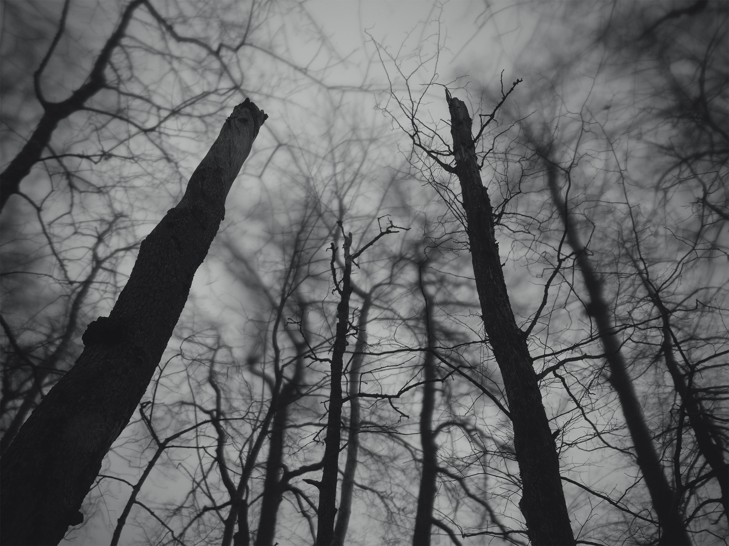 Dead Trees (枯れ木)