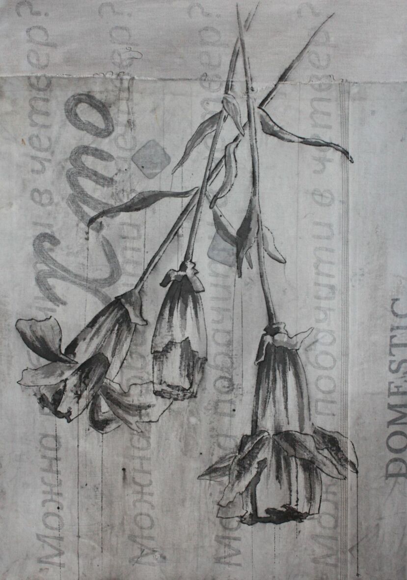 Dianthus Caryophyllus