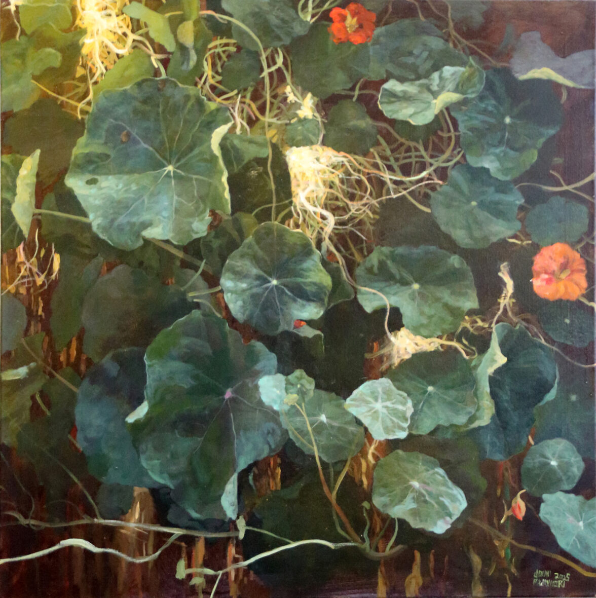 Nasturtium,osa 60