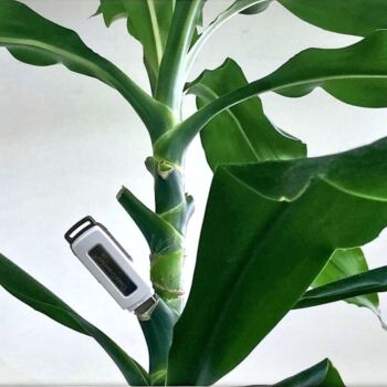 Name of the work: Parasiitti