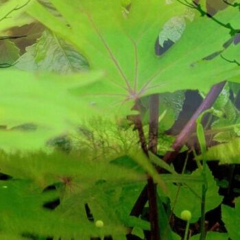 Name of the work: Vihreän keskellä