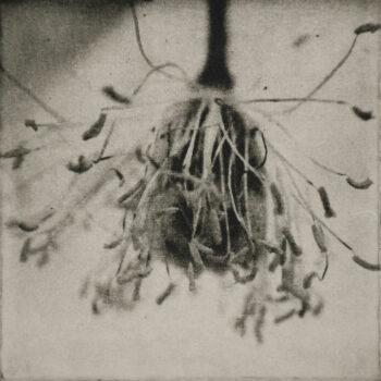 Teoksen nimi: Hortus