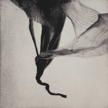 Teoksen nimi: Planta siccus I