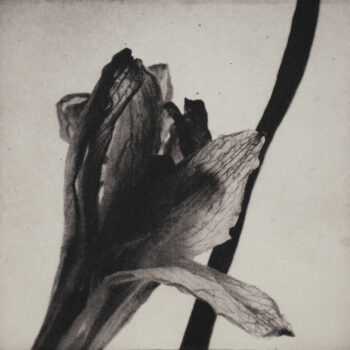 Teoksen nimi: Planta siccus VI