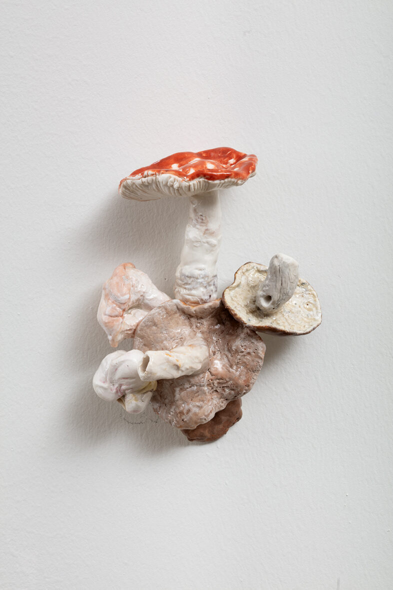 Ryhmäsieni / Gruppsvamp