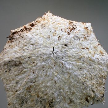Name of the work: Unienvarjo