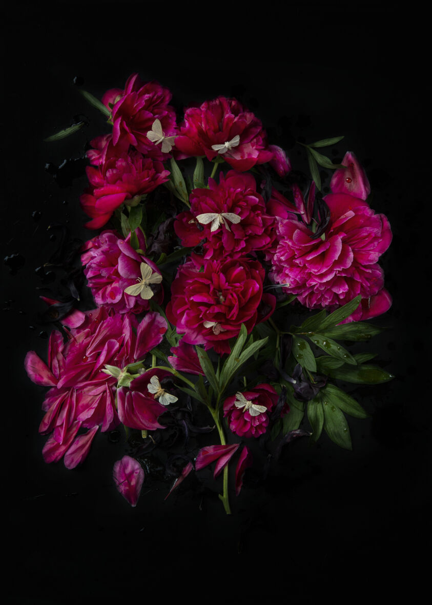 Peonies and Dead Butterflies, from the series Greetings from Broken Flowers, 2022
