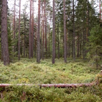 Teoksen nimi: Baumtanz