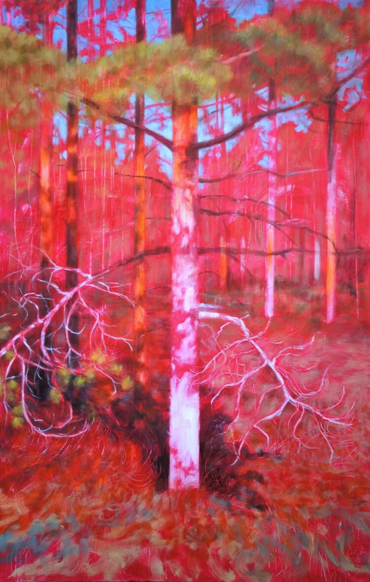 Mänty ilta-auringossa