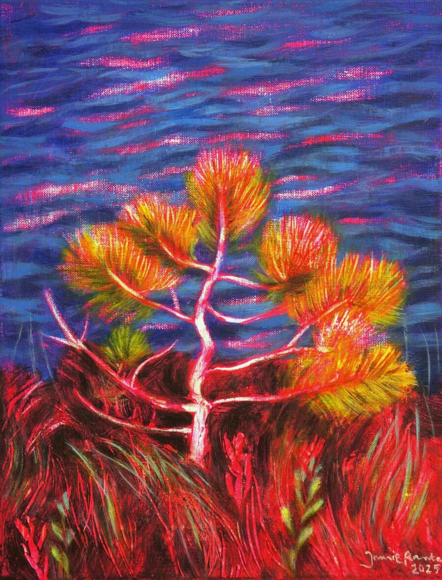 Pieni mänty Haapalammella