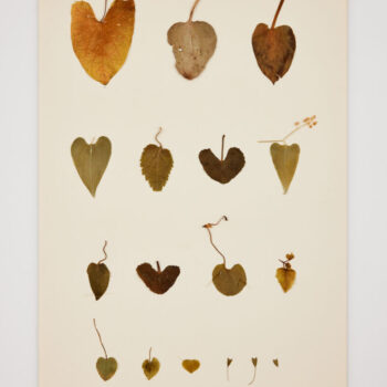 Name of the work: Näöntarkastus. 2024. Kasvioista irrotetut kasvit, paperi