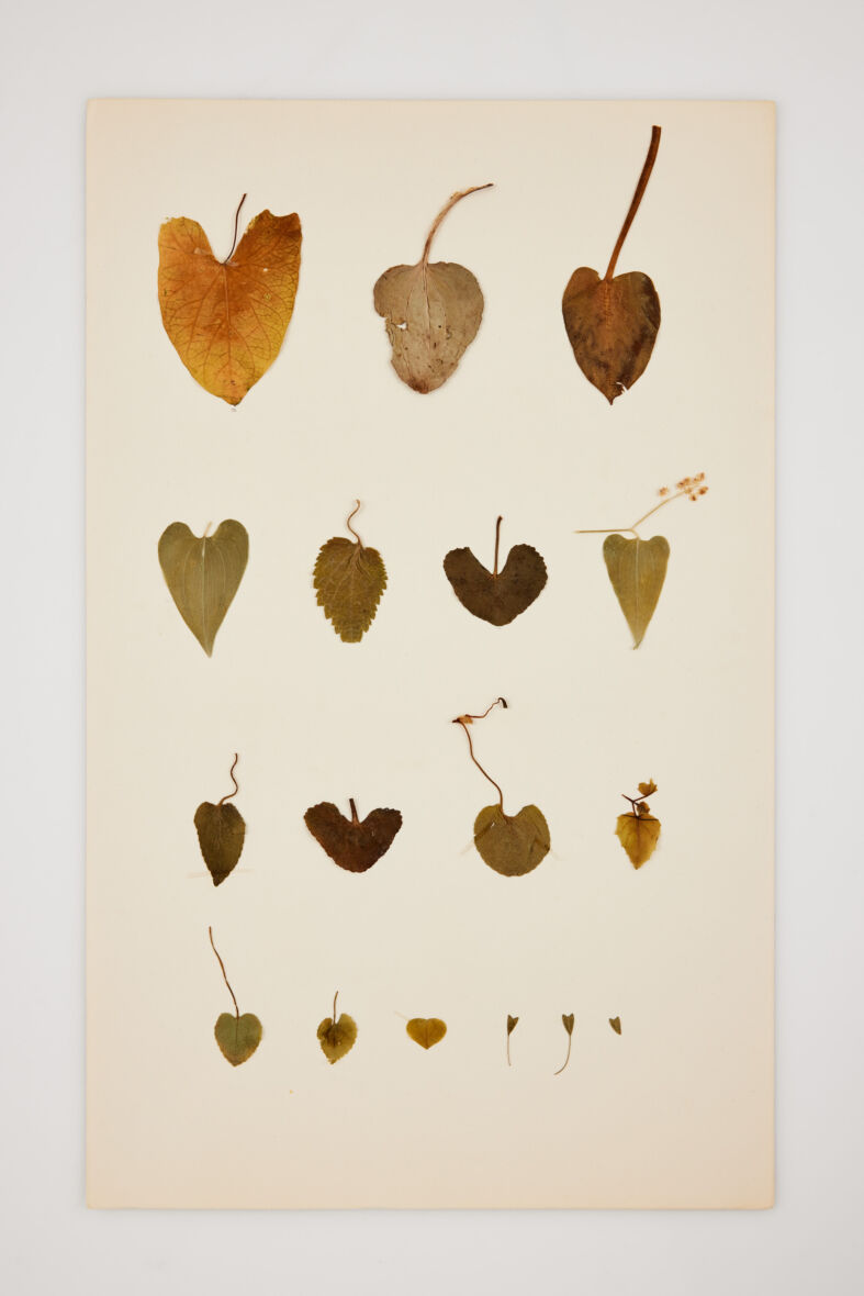 Näöntarkastus. 2024. Kasvioista irrotetut kasvit, paperi