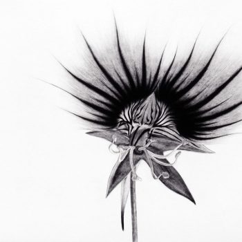 Name of the work: NECTAR GUIDE