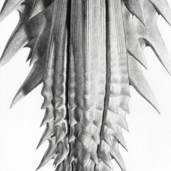 Teoksen nimi: SEED