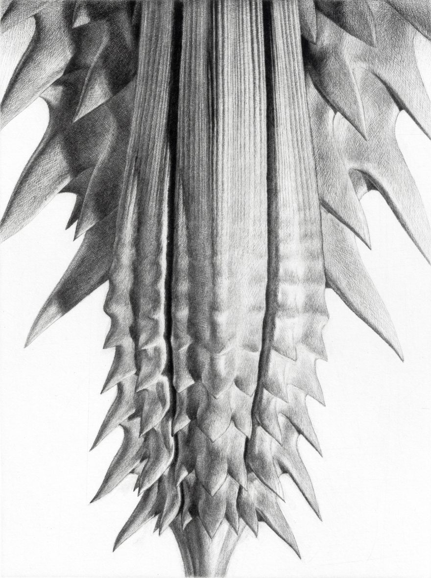 SEED