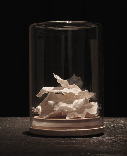 Koivu – A Birch (sarjasta Henkäyksiä)