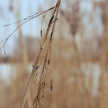 Teoksen nimi: Kaisla / Reed