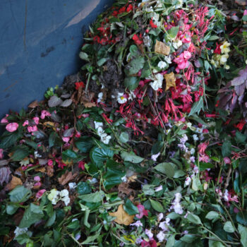 Teoksen nimi: Viimeinen kukinto (The Final Bloom)