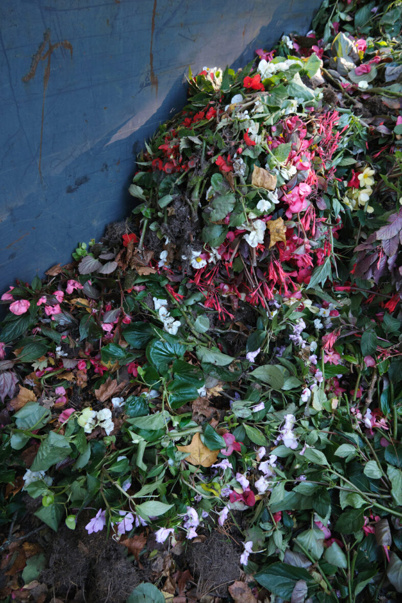 Viimeinen kukinto (The Final Bloom)