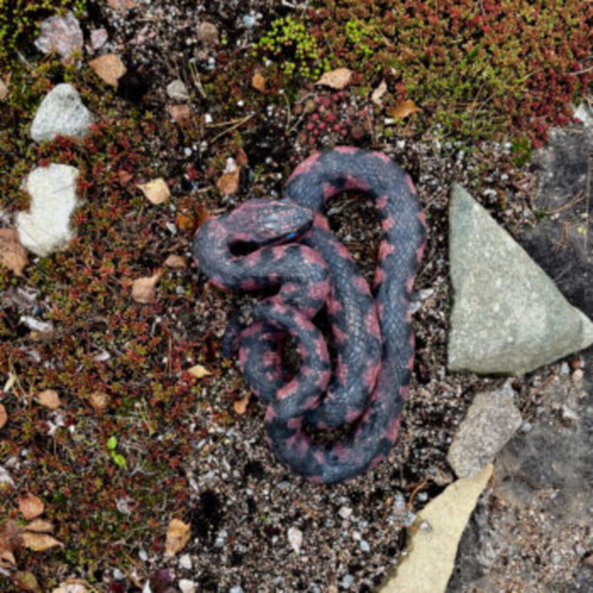 Name of the work: Kyy I