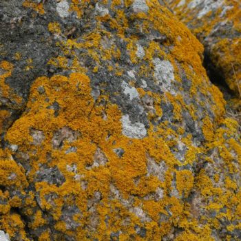 Name of the work: Lichen at Allinge