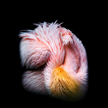 Name of the work: Plumage