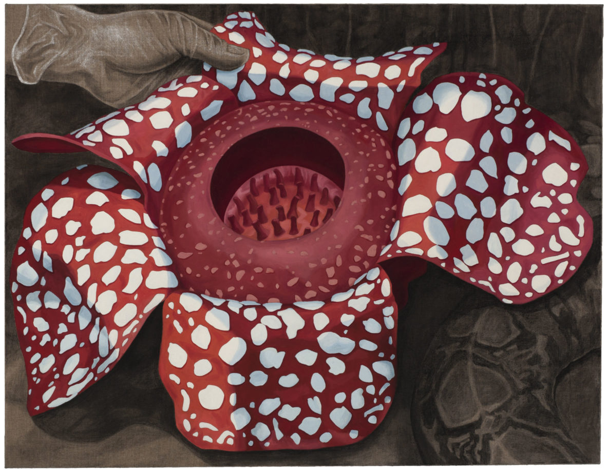 Indonesia – Rafflesia, sademetsän eksoottinen kukka