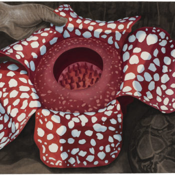 Teoksen nimi: Indonesia – Rafflesia, sademetsän eksoottinen kukka