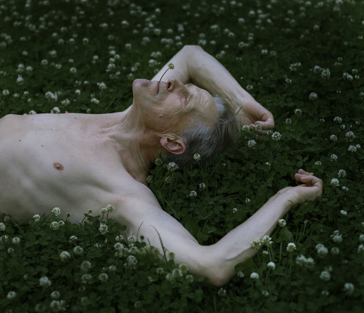 Apilataivas, 2008 / Bed of clovers, 2008