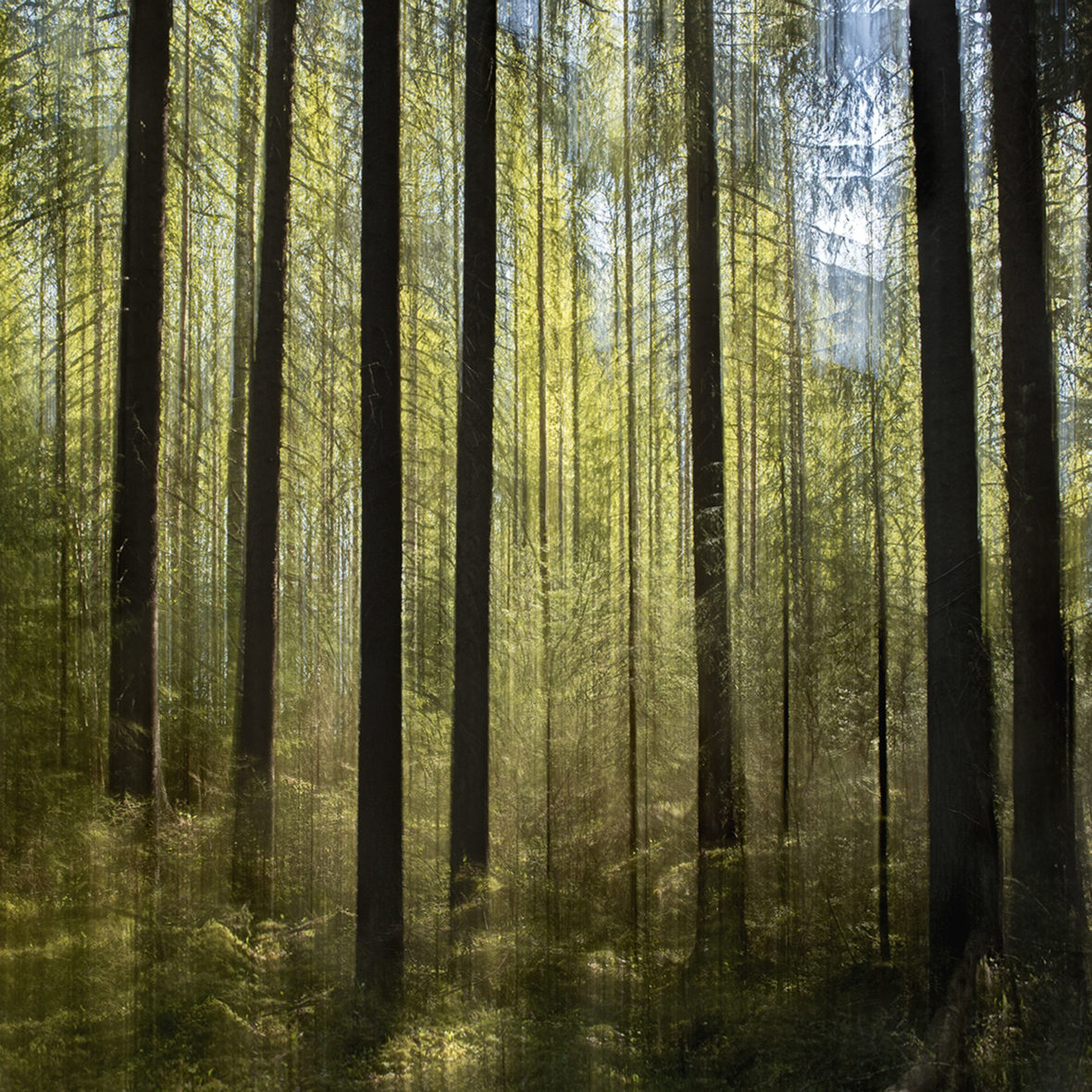 Vihreä Metsä / Green Forest