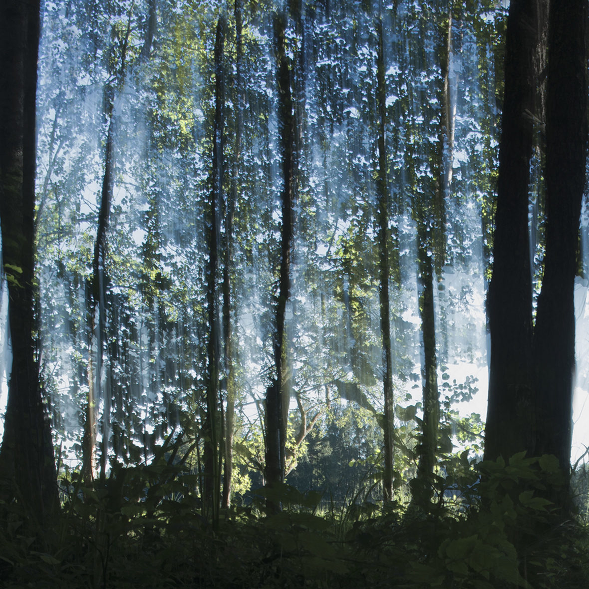 Siniset lehdet II / Blue Leaves II