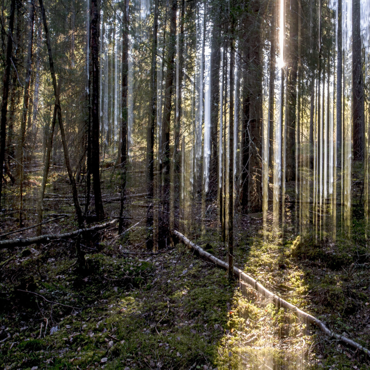 Aamuaurinko / Morning Sun