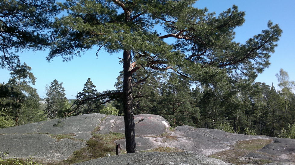 Myllypuron metsä, 2014 Urban forest, Helsinki